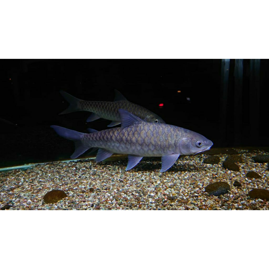 Blue Mahseer /Tamborides uk 4_7 cm