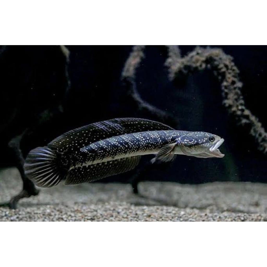 Channa asiatica gondrong corak tebal  5_9 cm perhiasan aquarium dan aquascape
