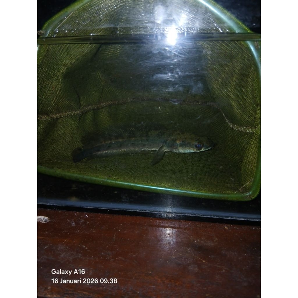 CHANNA MARU YS Size 16-17 cm
