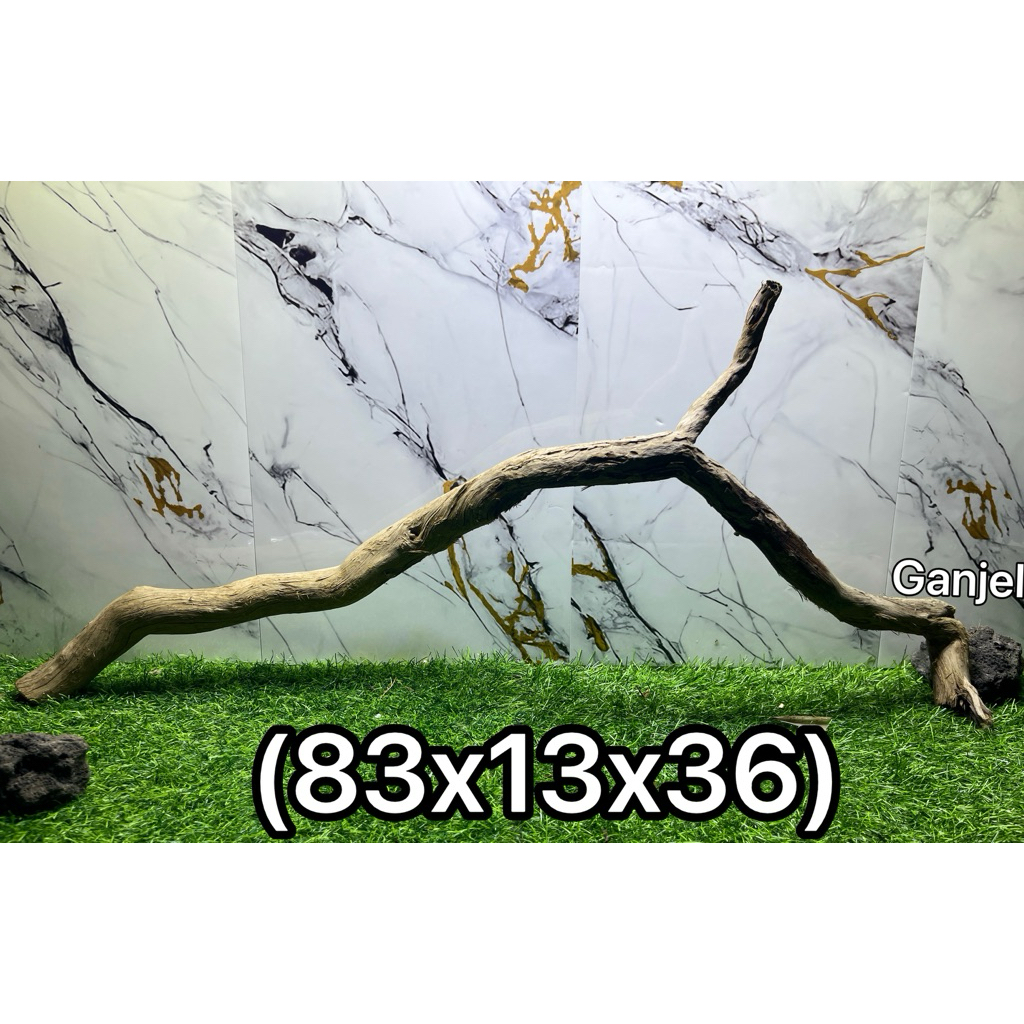 Kayu tenggelam santigi pasir SULAWESI uk 80-89 cm  (phempis acidula) berat > 2kg