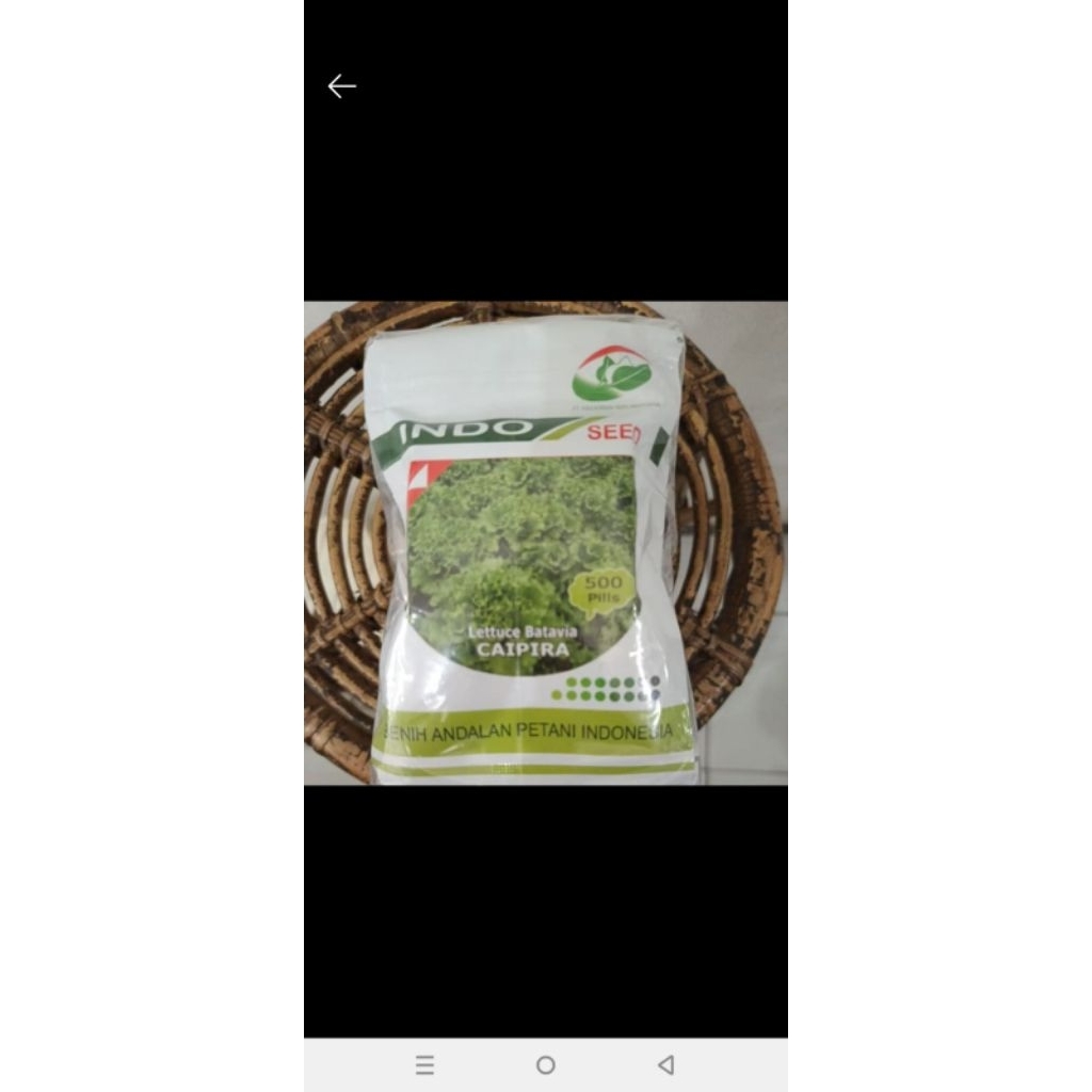 Benih/Bibit Selada Caipira 500 pills