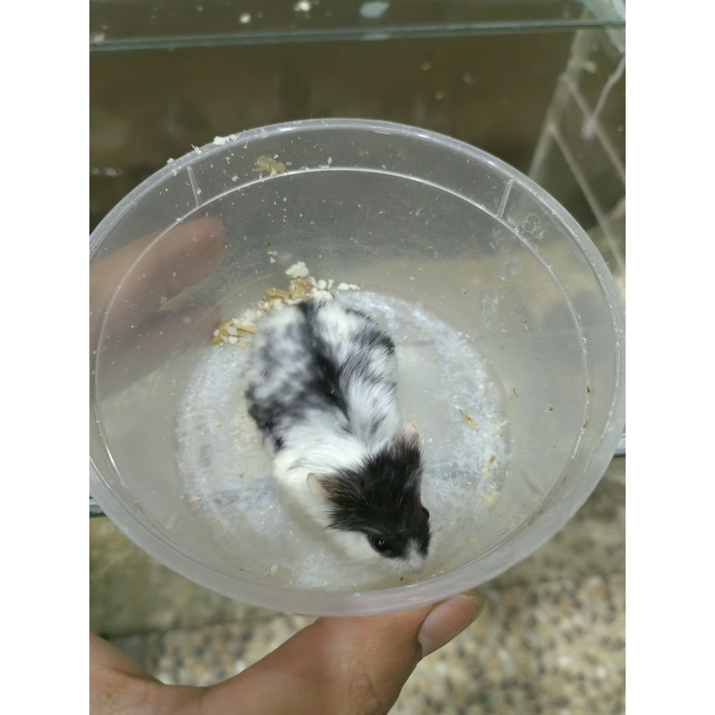 Hamster cambel panda