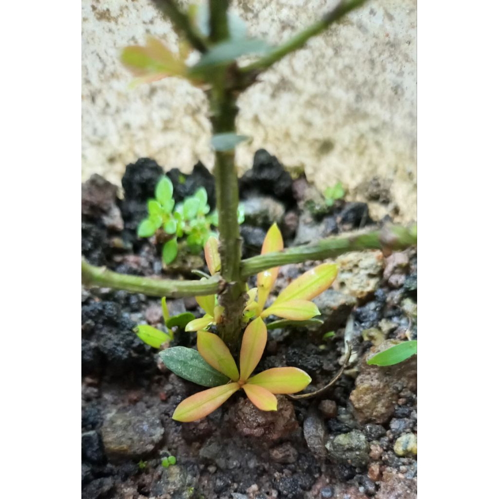Lohansung red mutiara bibit 5-10cm