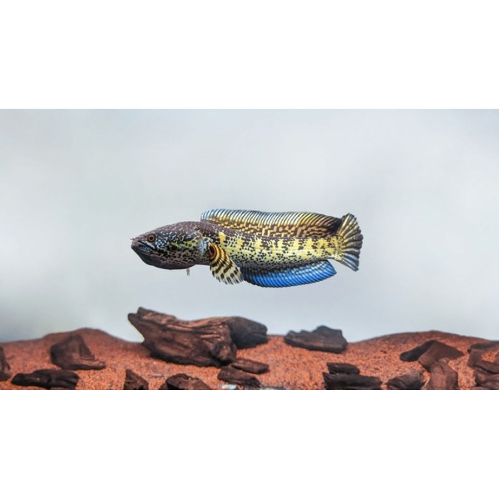 ikan cana auranti JECPOT
