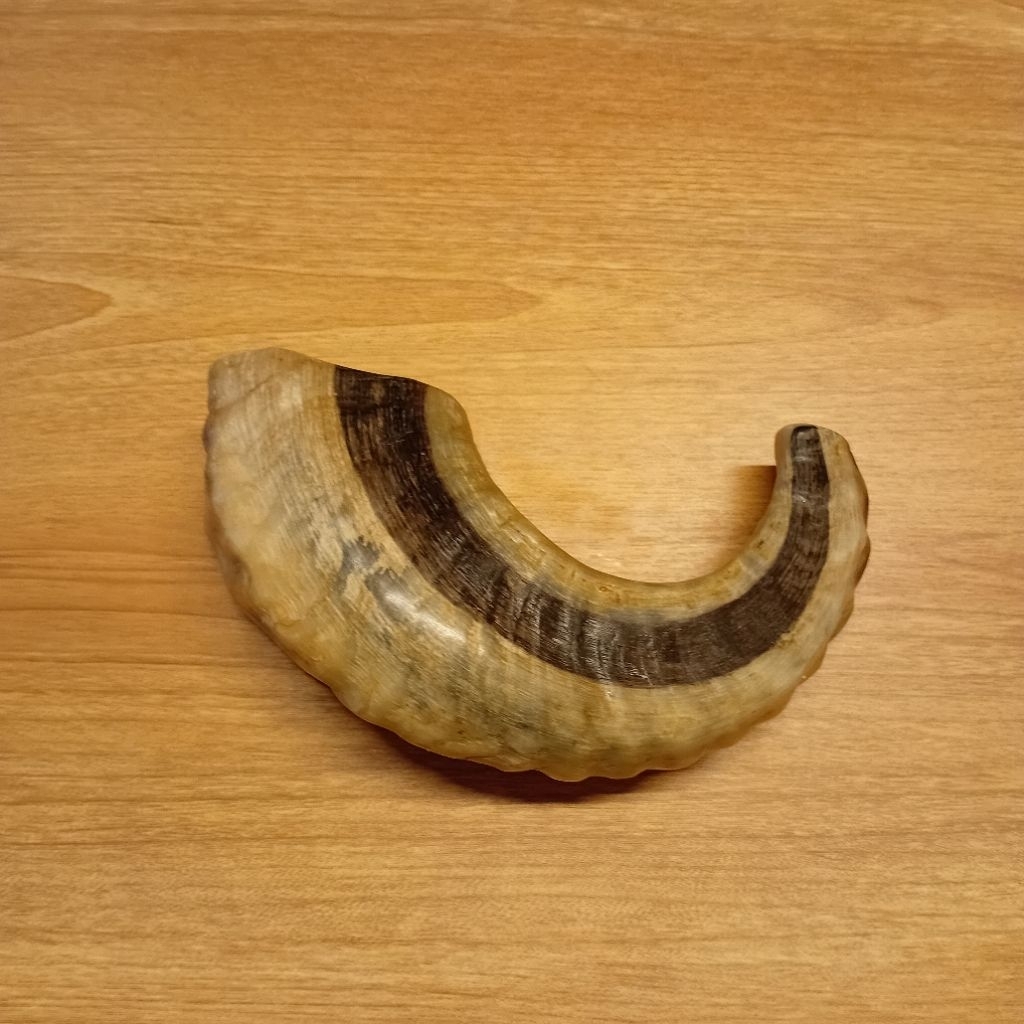 shofar 11 inch