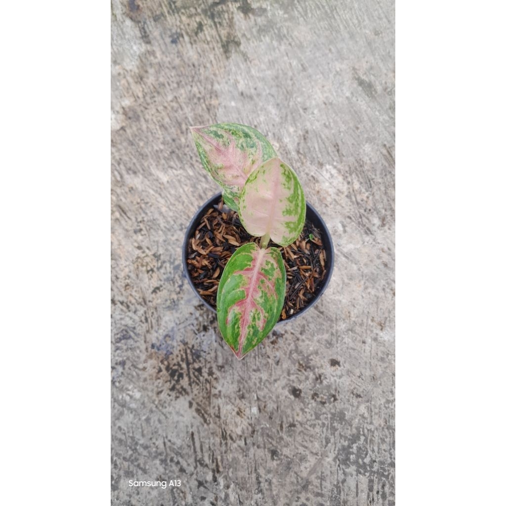 Aglonema Nusantara (Size Baby)