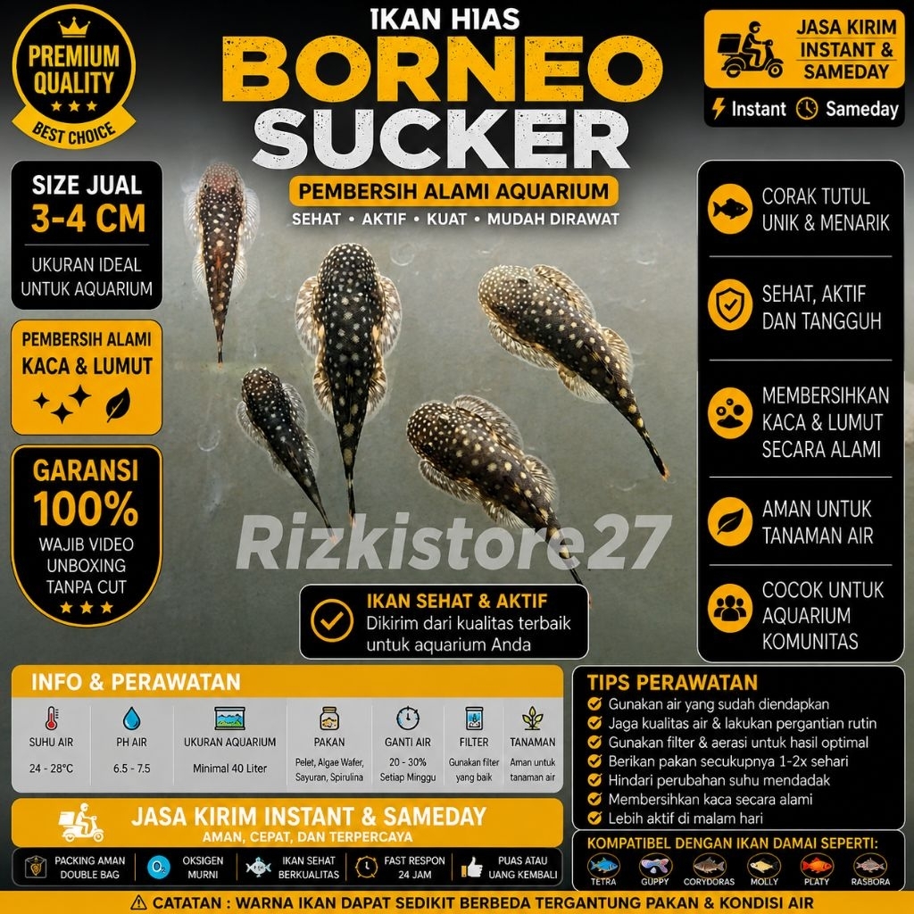 Ikan Hias Borneo Sucker Size 3-4 Cm Pembersih Lumut Alga Eater Aquarium Aquascape