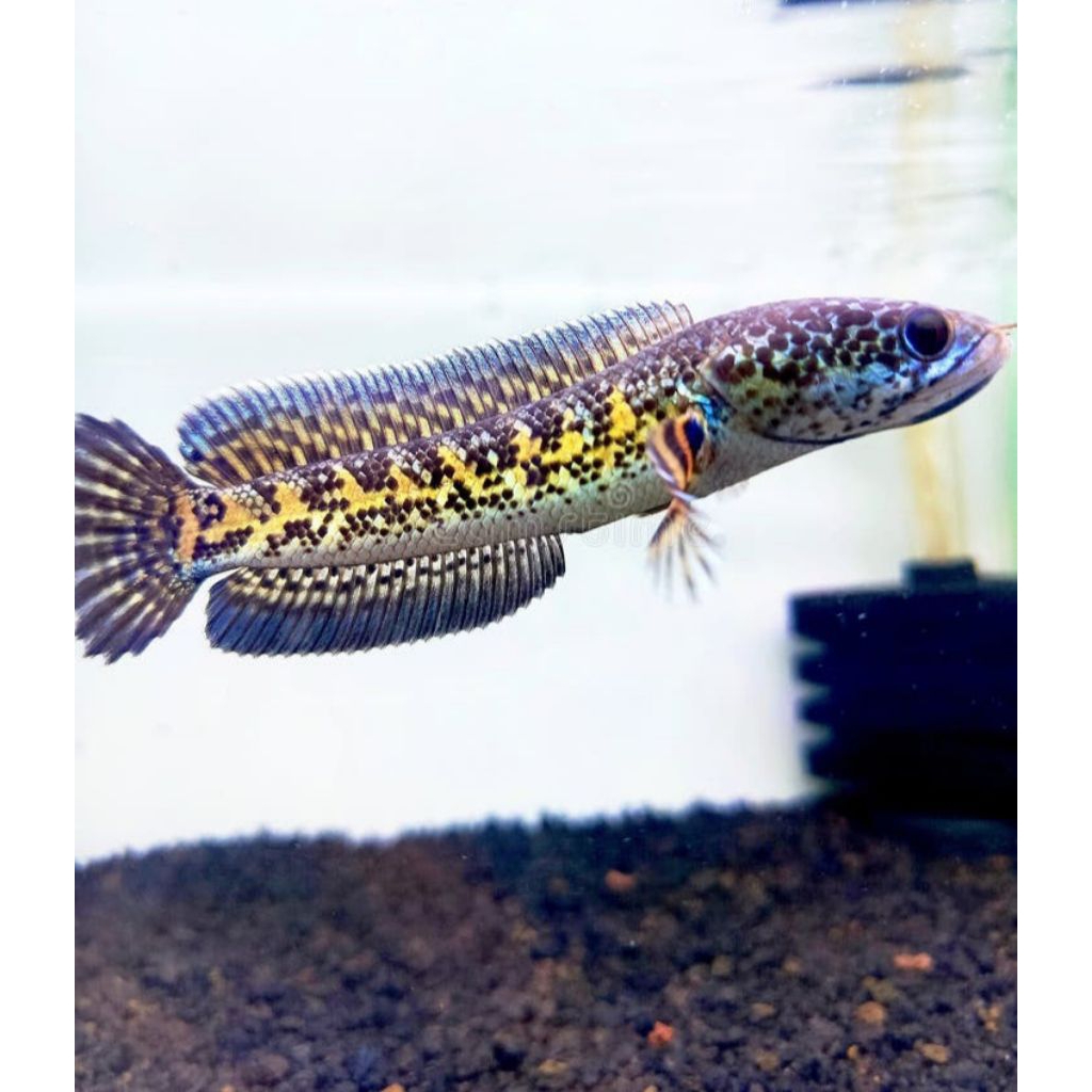 channa Auranti Macullatta size 3-5cm (3 ekor)
