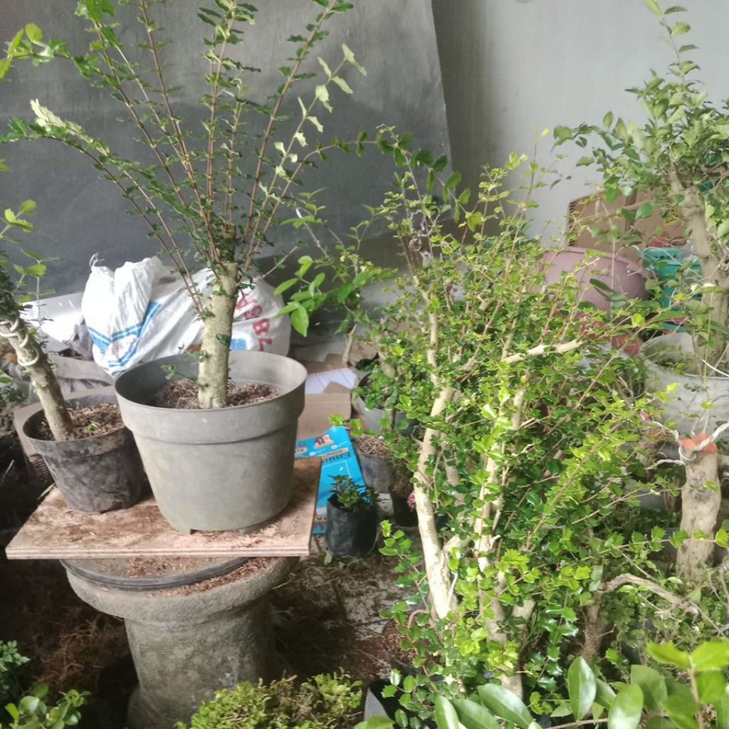 mirten duri siap wairing