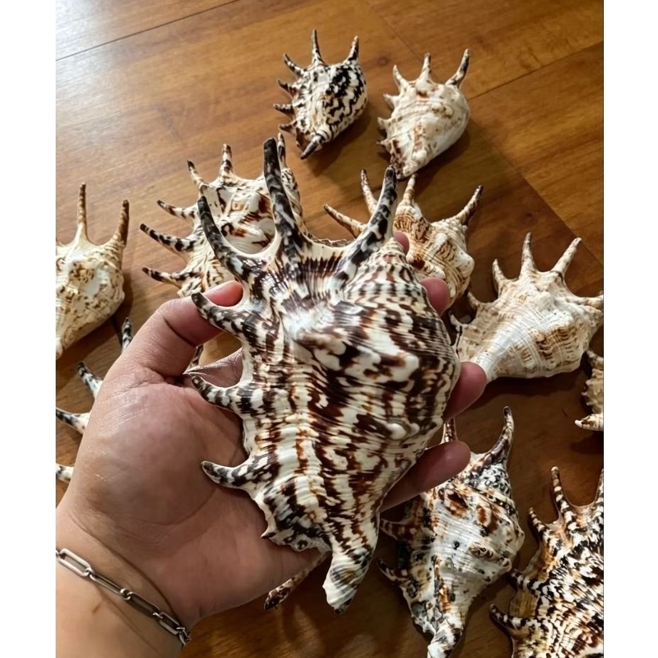 Cangkang kerang Lambis spider conch
