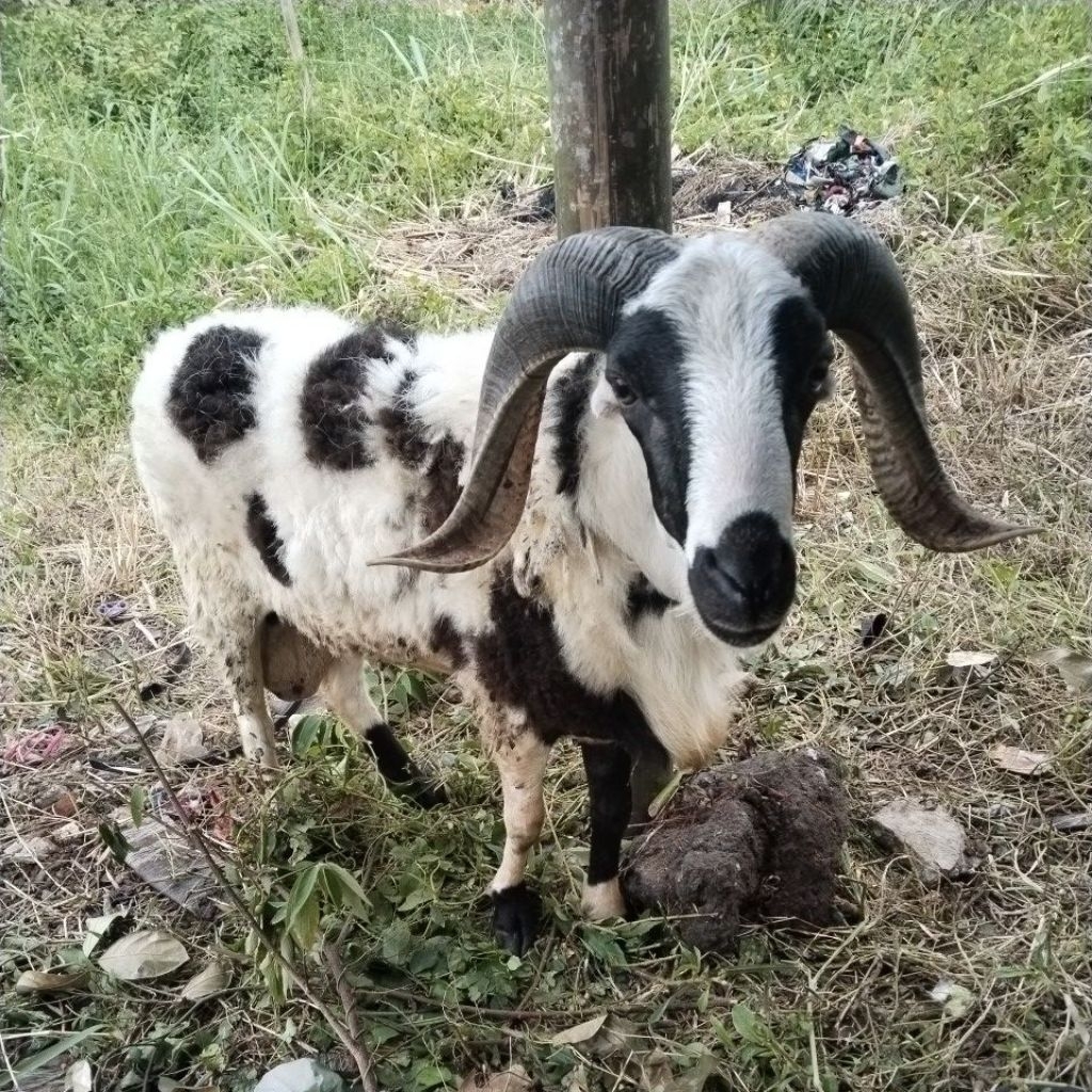 Domba Qurban Sehat