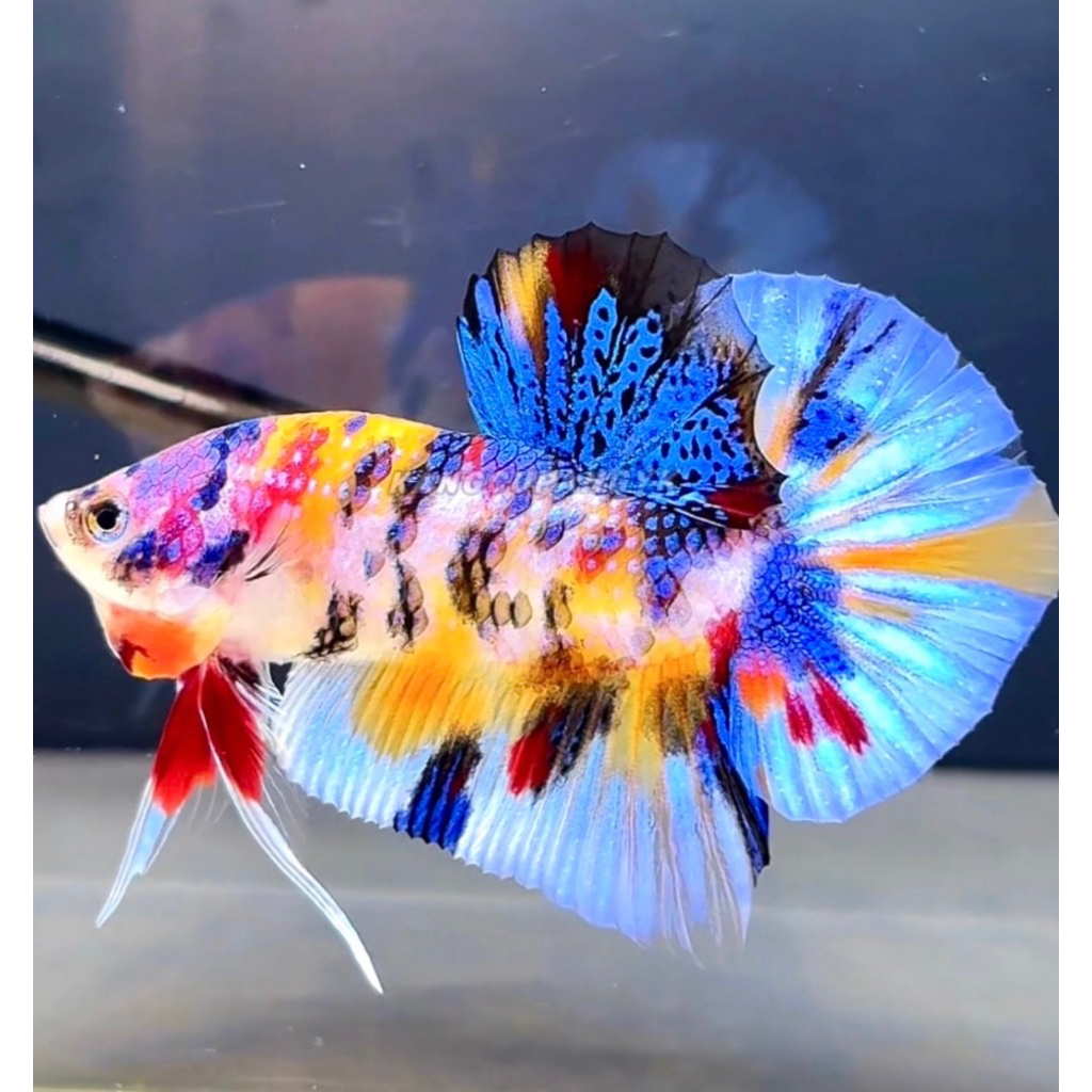 Cupang palkat yellow koi galaxy Rare