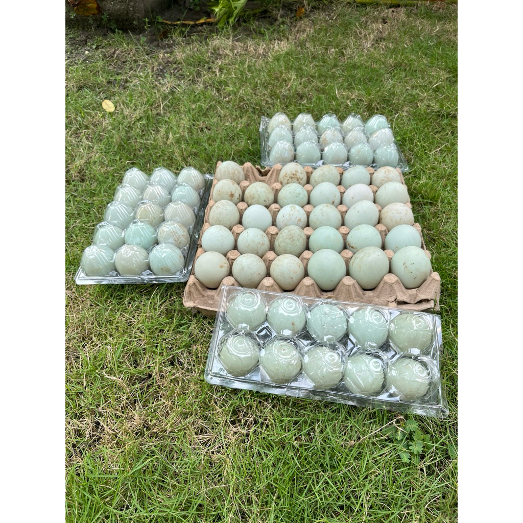 Telur Bebek Omega