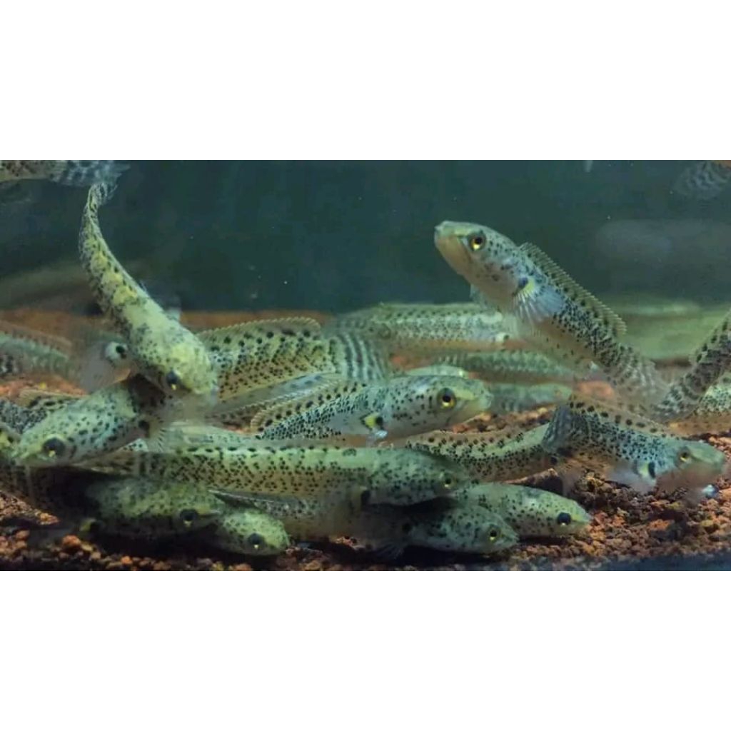 Limbata Granit size baby 3 cm