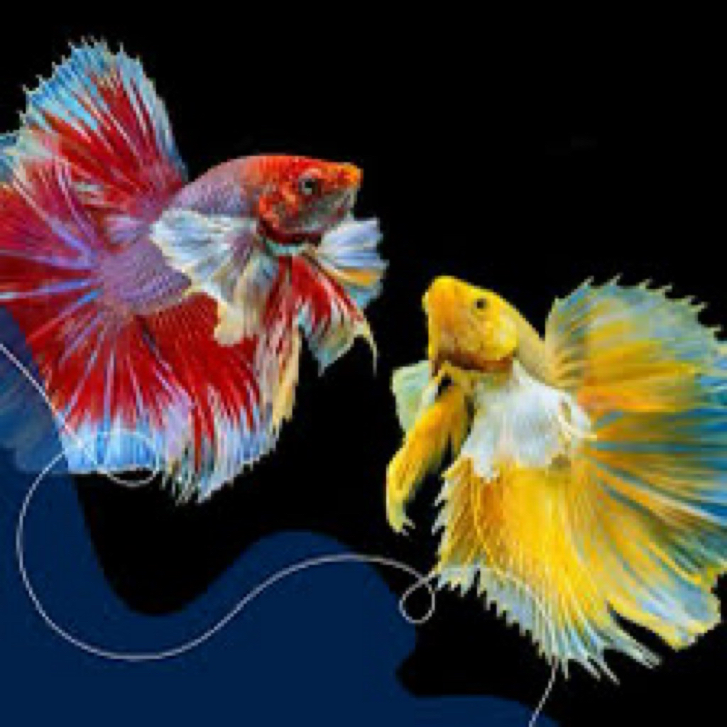Ikan Cupang Dumbo Ear Multicolor - Warna Cerah, Bentuk Unik, Mutasi Wajah