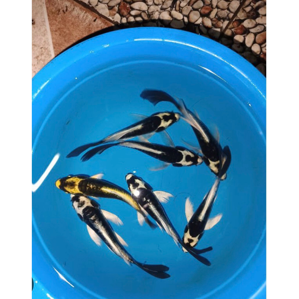 gratis ongkir = isi 5pcs koi Metalik kabuto kumpai slayer ( kualitas terbaik )