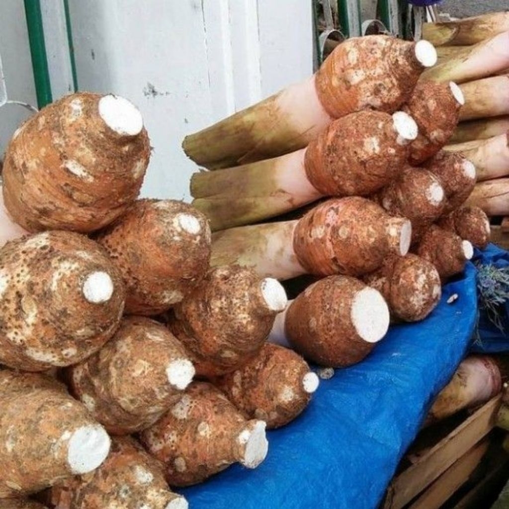 TALAS BOGOR Talas ketan / Talas ungu 1kg