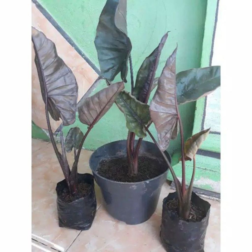 sente hitam,talas hitam,sente ireng