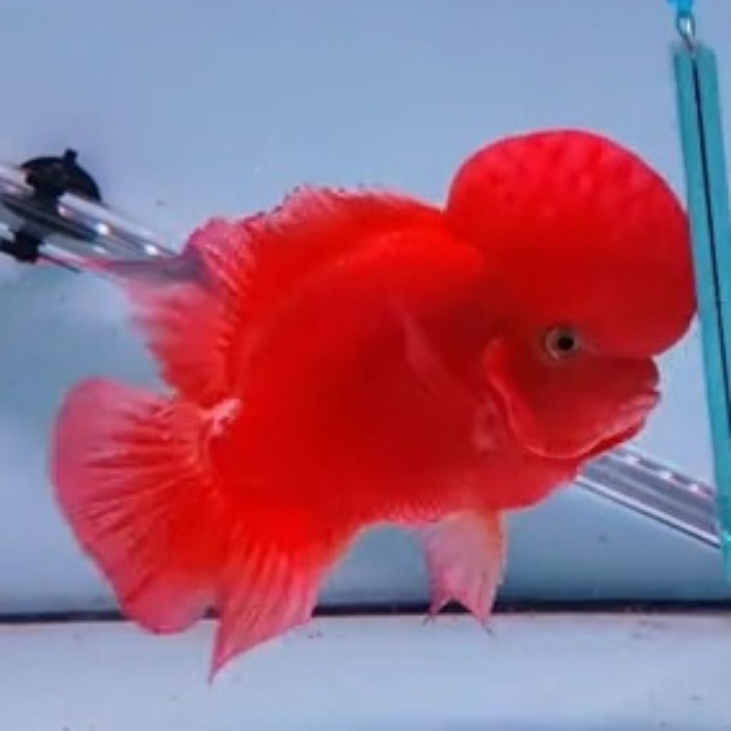 Anakan Burayak Louhan SRM Super Red Monkey 4cm