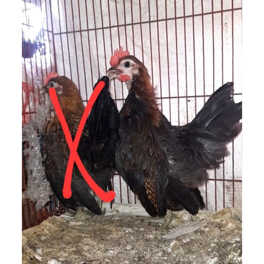 AYAM SERAMA JANTAN BLACK SATUAN "burung sesuai foto video"