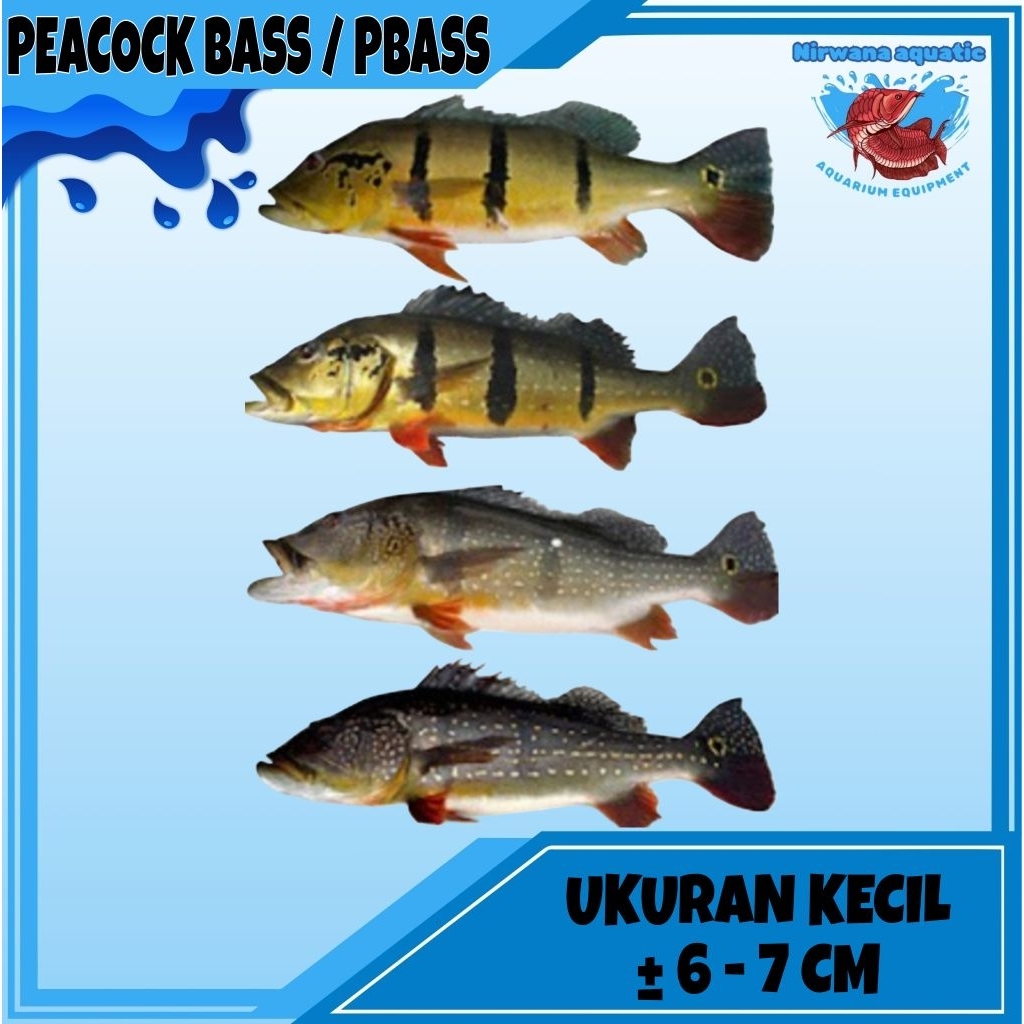 (INSTAN) IKAN PEACOCK BASS / PBASS - UKURAN KECIL ±6 - 7 CM (PINIMA, MONO, ORINOCO, AZUL)