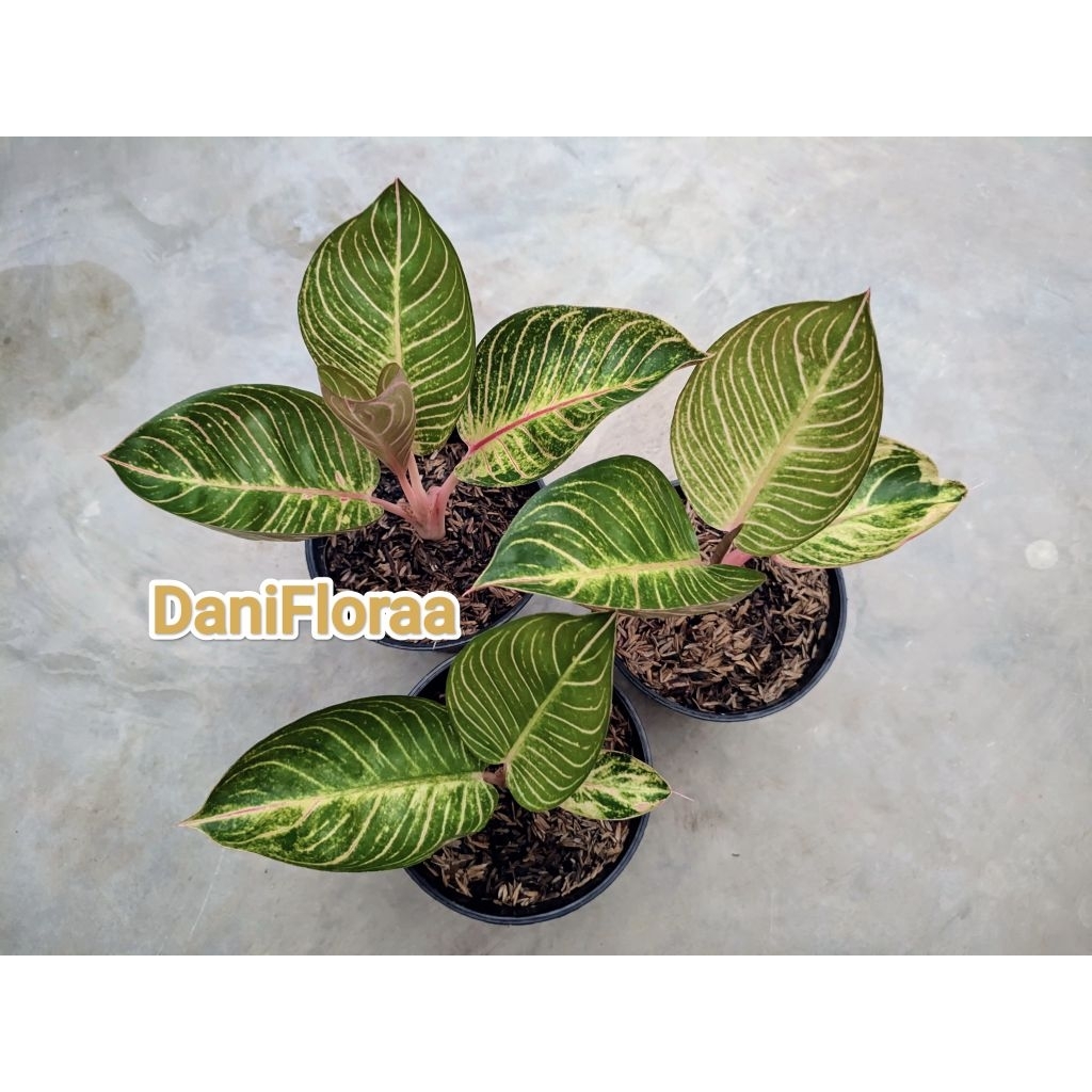 Aglaonema Ajisaka Serat Asal Anak Samping
