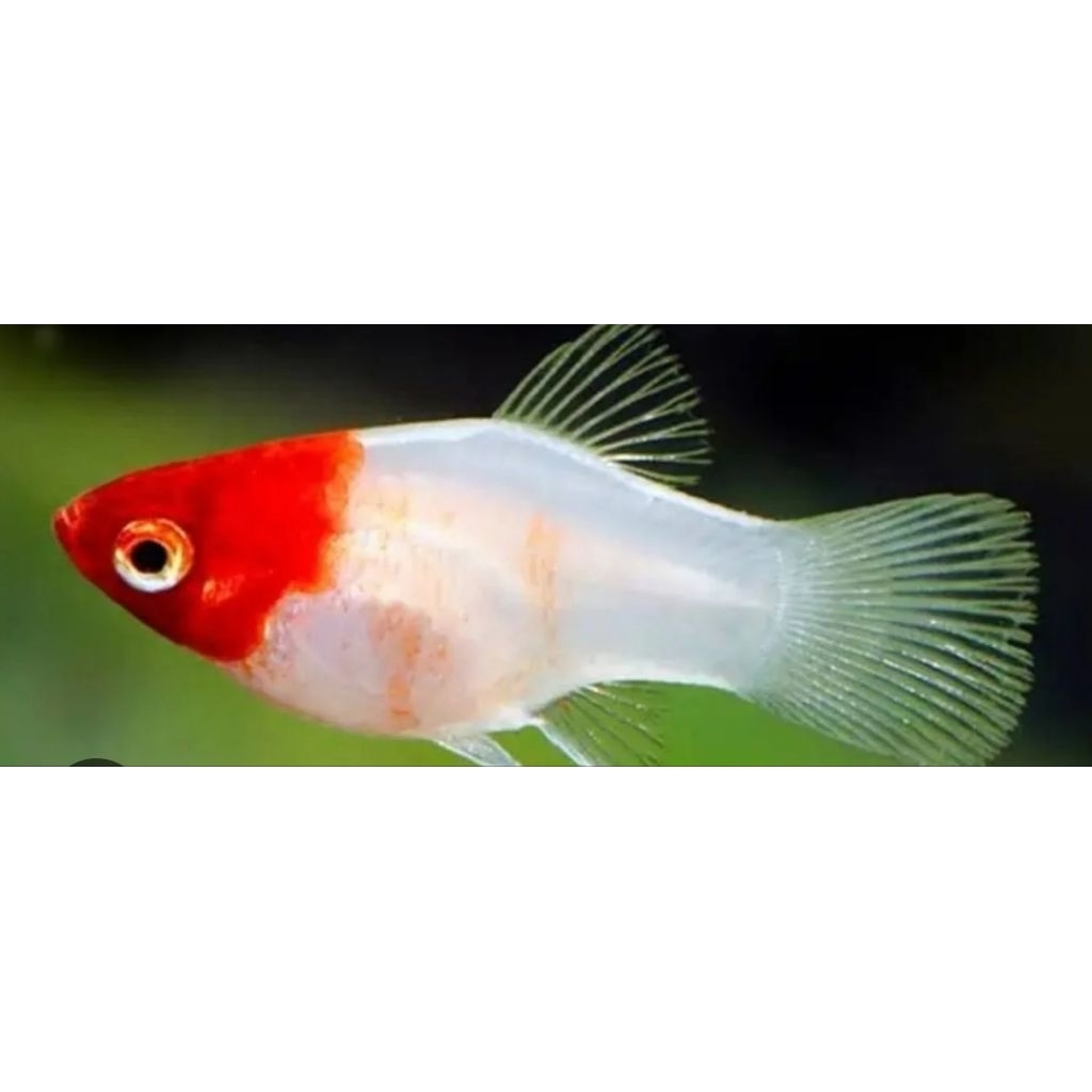 ikan pedang motif merah putih