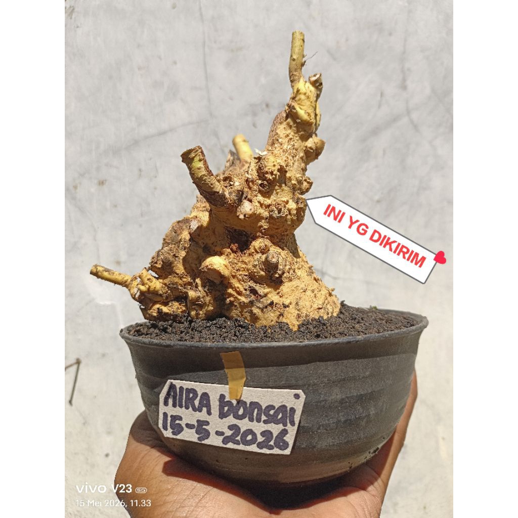 bahan bonsai serut dongkelan prospek