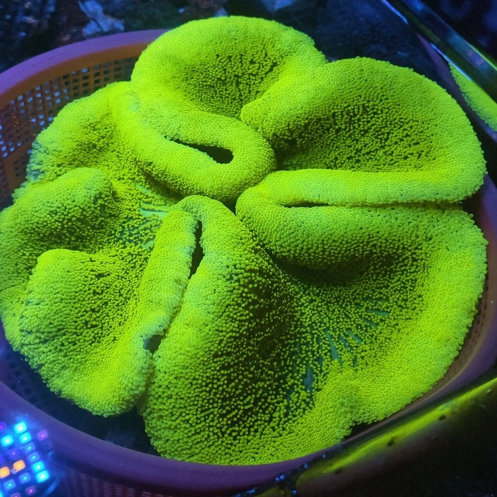 anemon karpet super hijau metalik terang grade A rumah untuk nemo