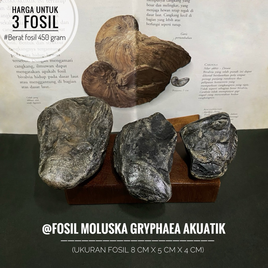 Fosil Moluska Gryphaea Akuatik atau Fosil Molusca Purba atau Fosil Biota Jurasic