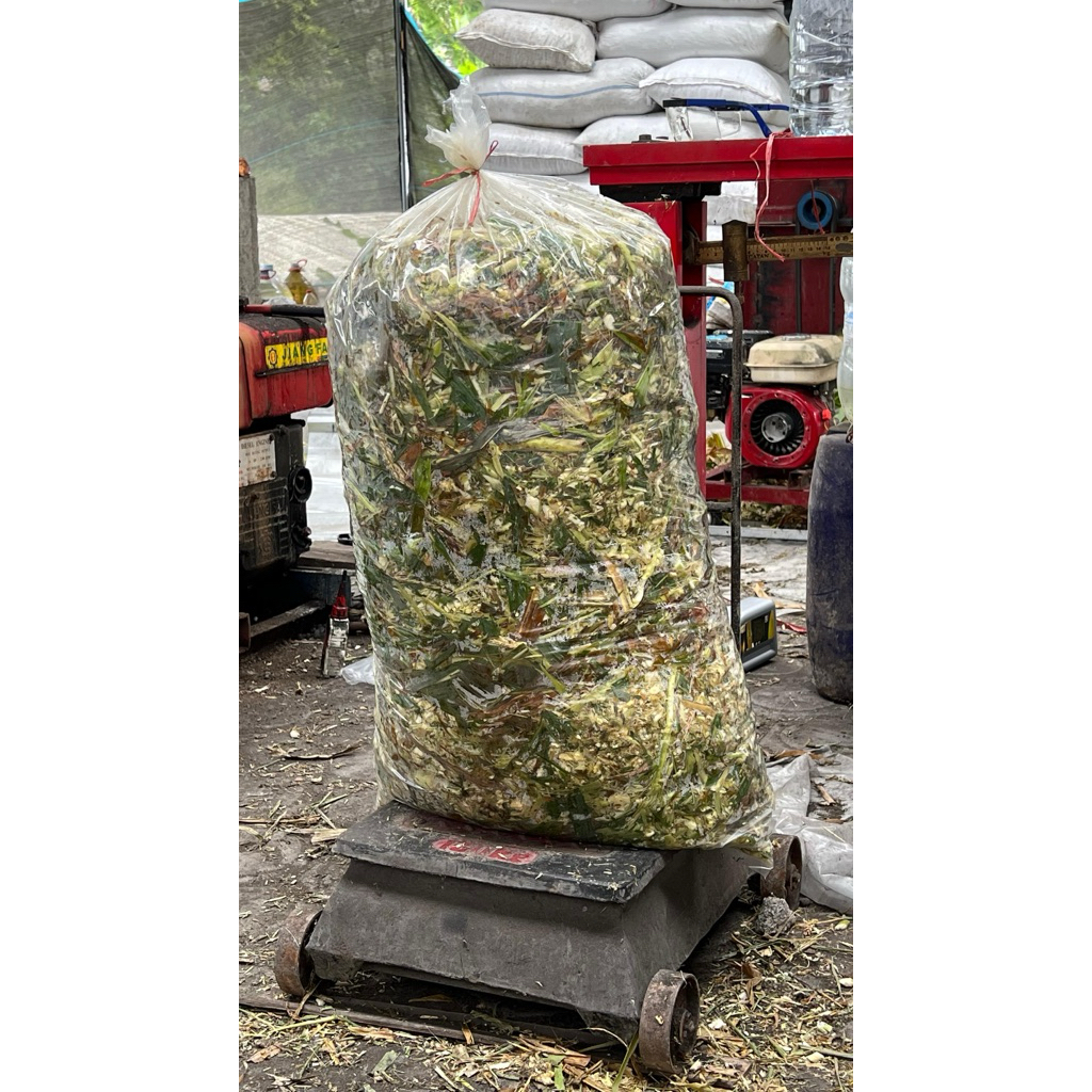 PAKAN SAPI KAMBING DOMBA TERNAK / PAKAN HEWAN KAMBING, SAPI / SILASE TEBON JAGUNG REPACK 1 KG