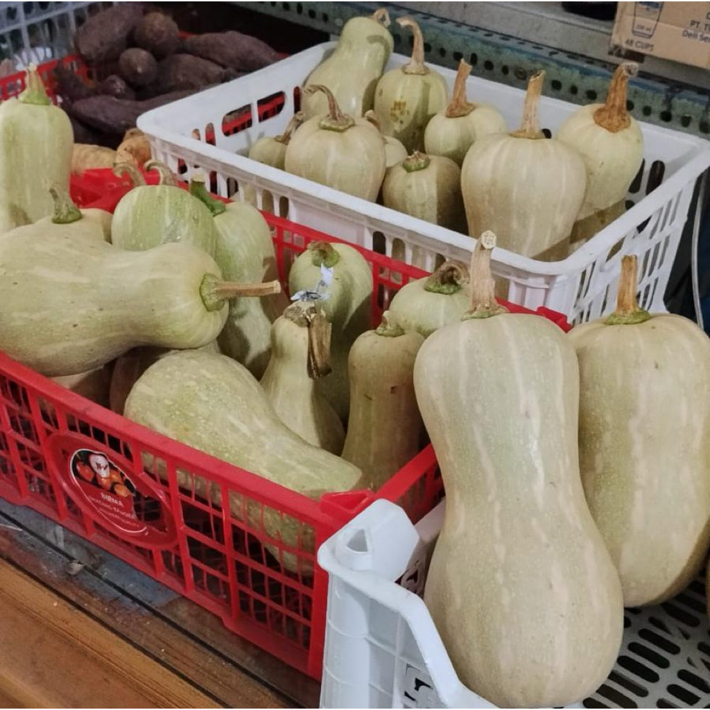 Labu Kuning Butternut Organik 1 - 1,2kg