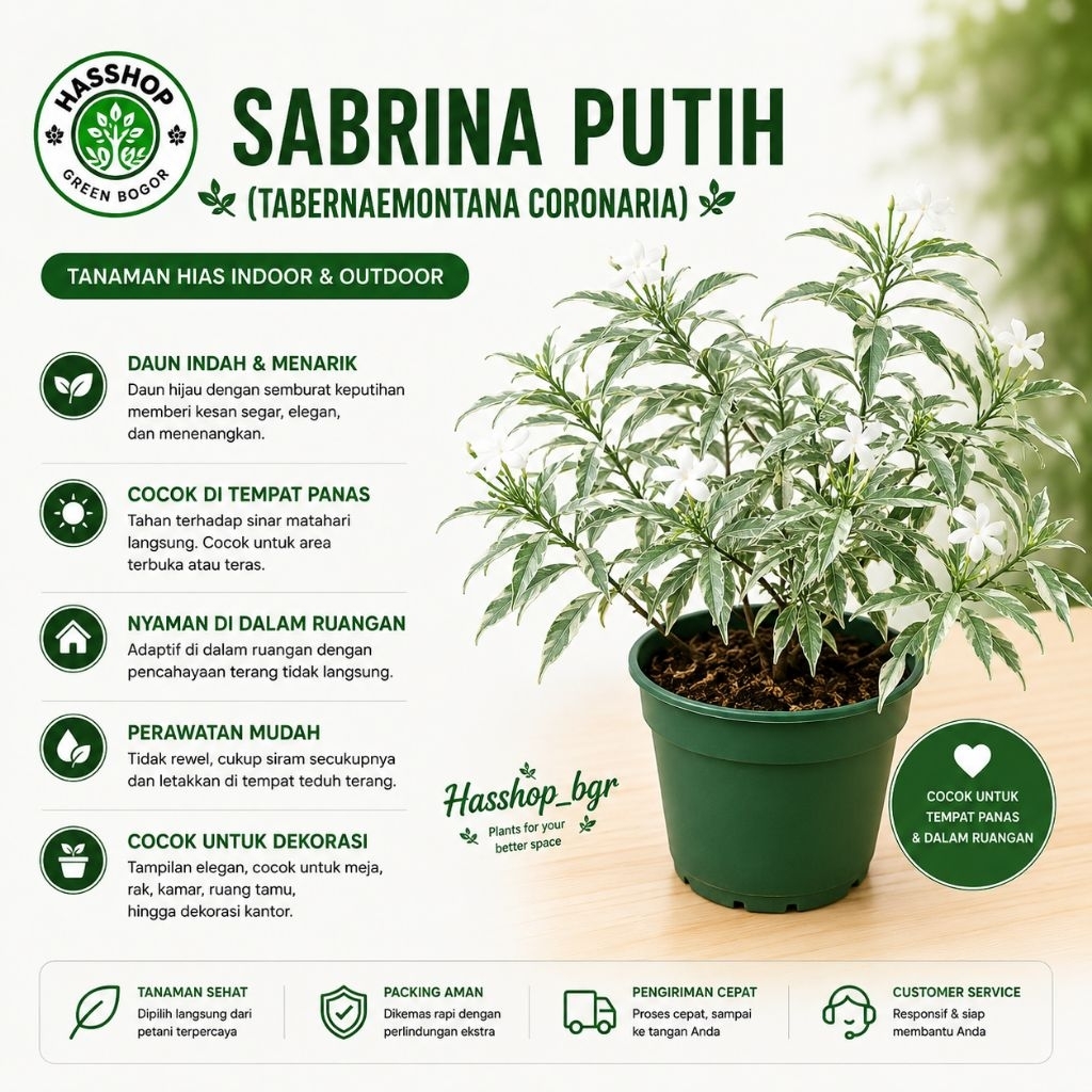 Tanaman Hias Melati Rombusa Rimbun Melati Rombusa Putih Untuk Taman Rumah