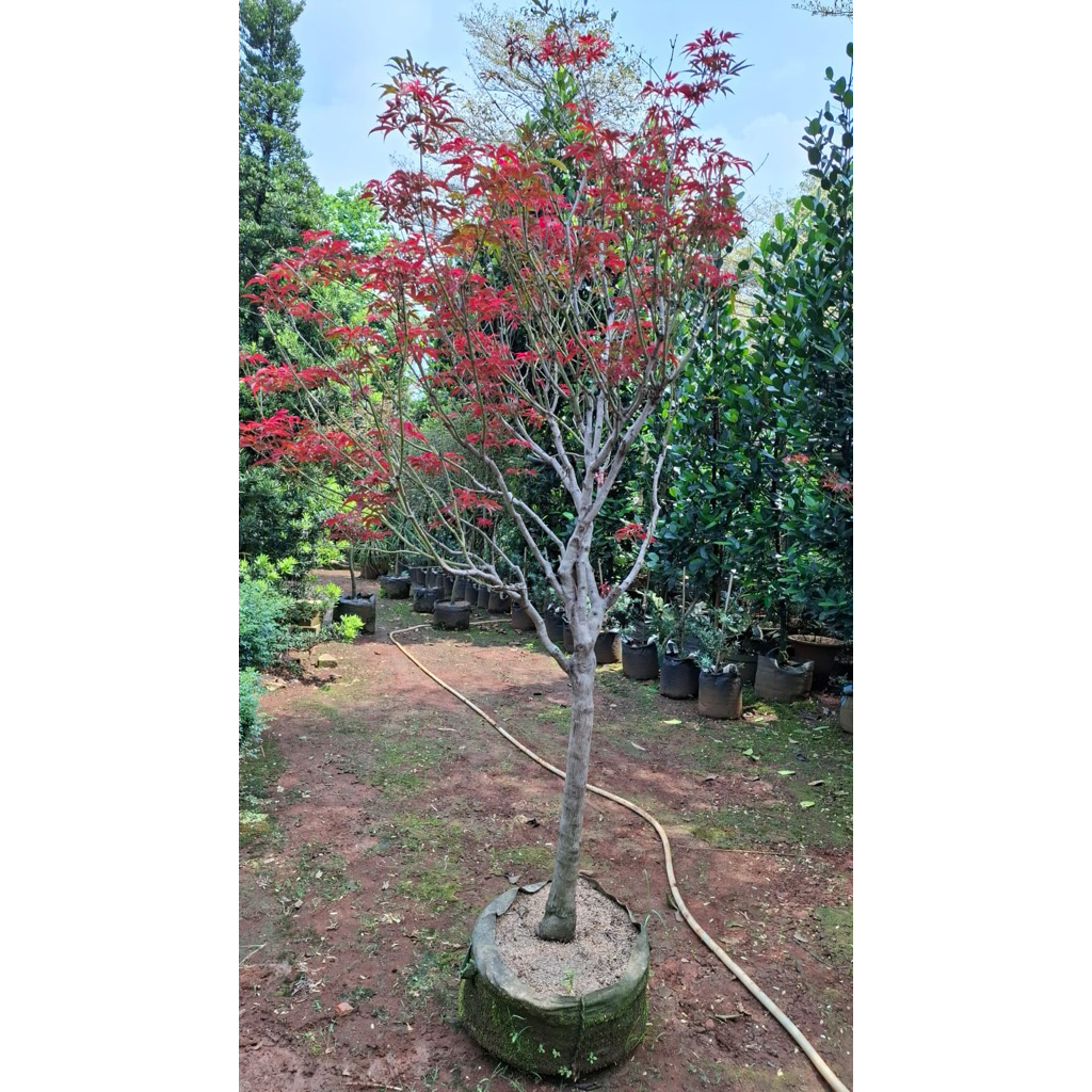 Bibit Pohon Red maple Pohon red maple tinggi 1-2m