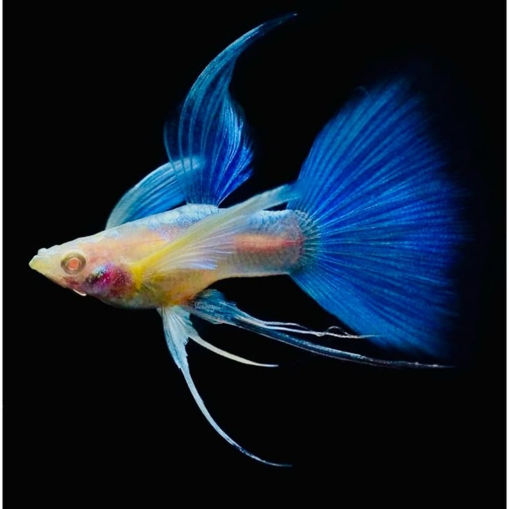 Variasi Guppy sky blue ribbon long ear Fin c