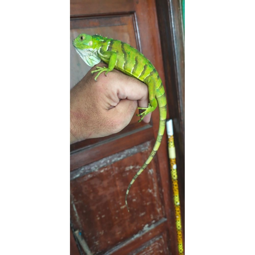 iguana tobago hybrid green 1