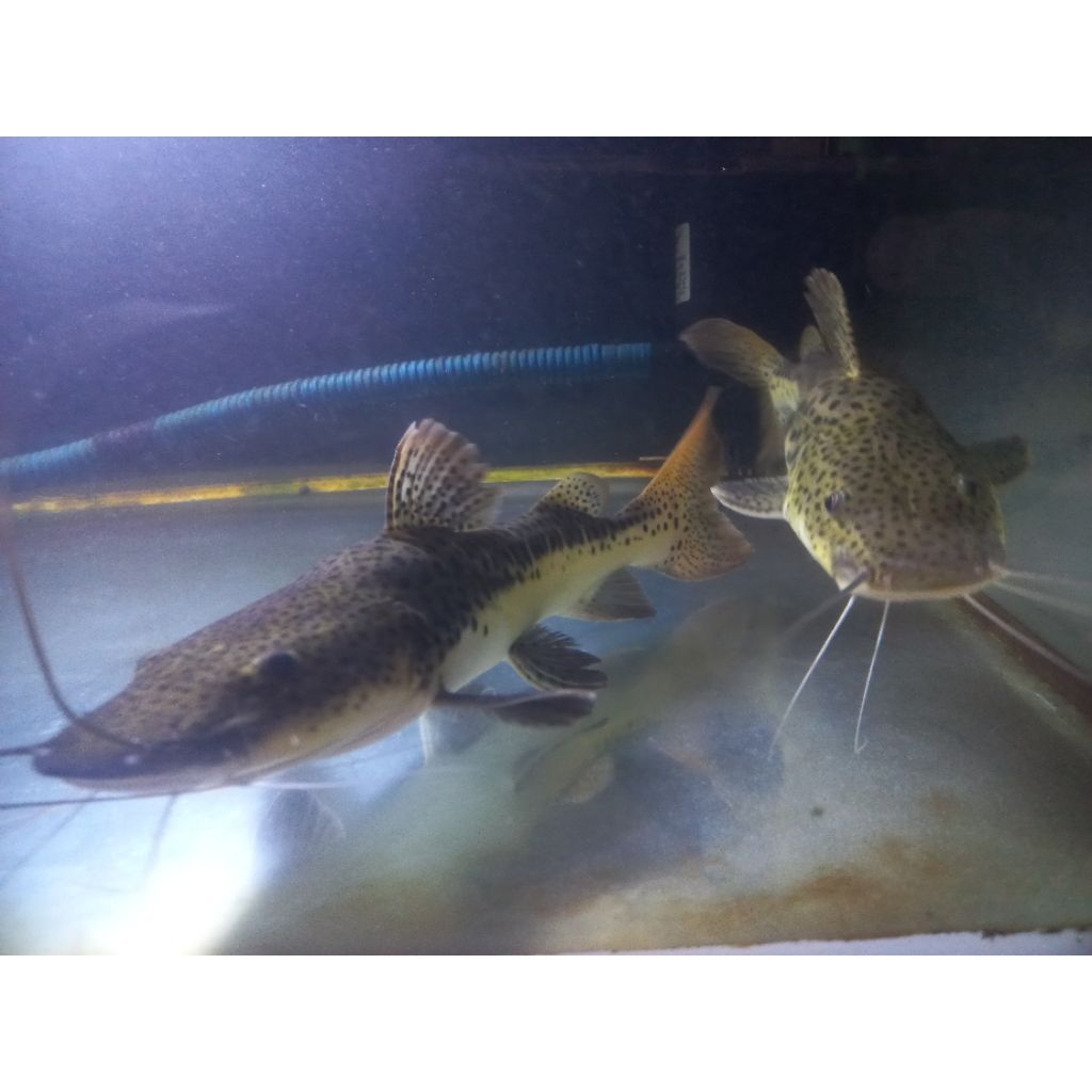 LEOPARD CATFISH 20CM HIDUP