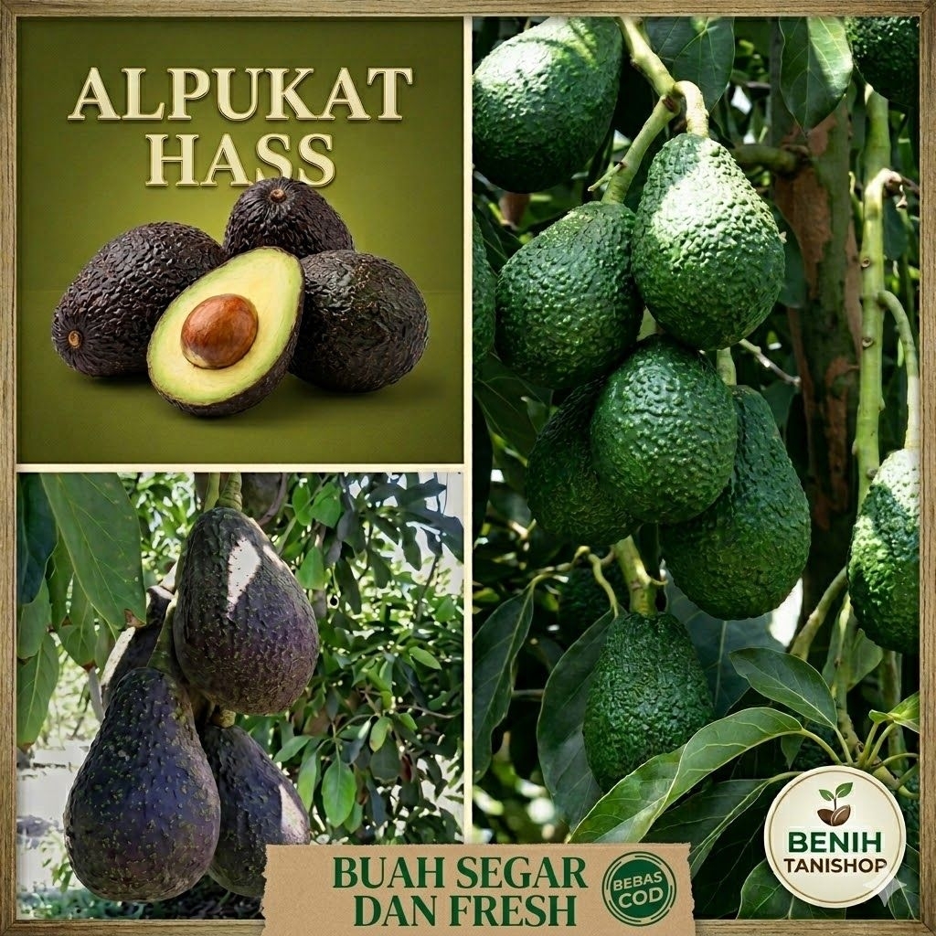 1KG-Alpukat HASS,kualitas unggul super fresh,Manis,Daging Tebal-Kaya Nutrisi/Alpukat hass