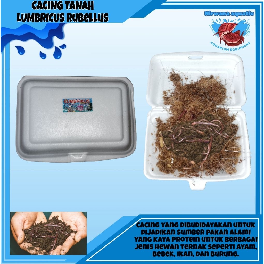 (INSTAN) CACING TANAH - LUMBRICUS RUBELLUS /BOX (PAKAN PREDATOR)
