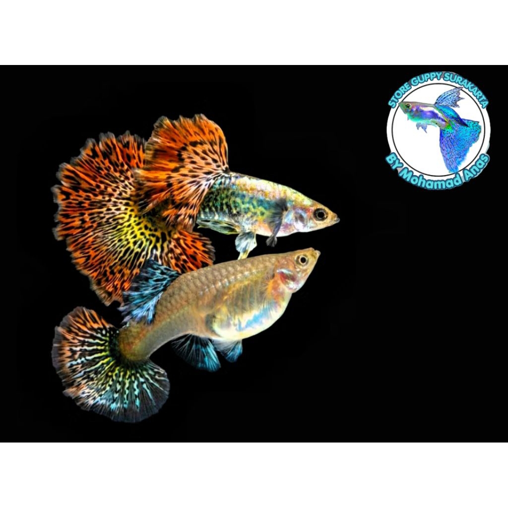 Guppy Platinum Red Dragon HM Genetik Super