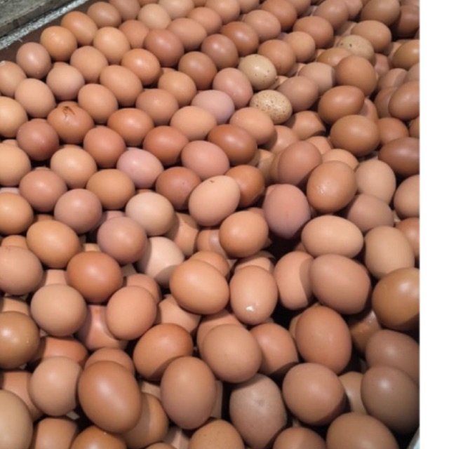 KUDUS TELUR AYAM NEGERI 1kilo isi random campur