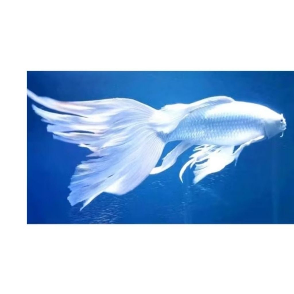 pacu bawal albino 12-14cm murah untuk dekorasi Akuarium aquaseceps air tawar