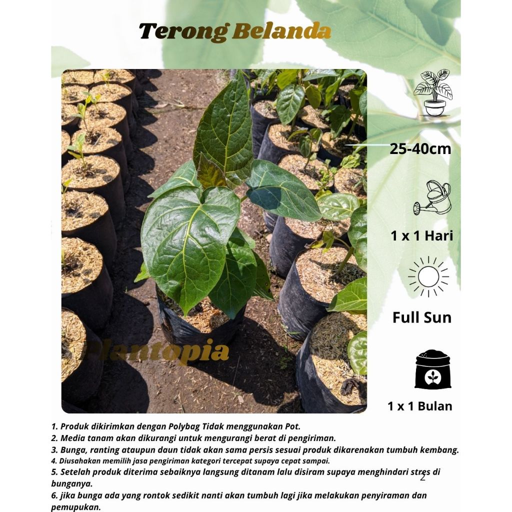 Terong Belanda - Bibit Tanaman Terong Belanda