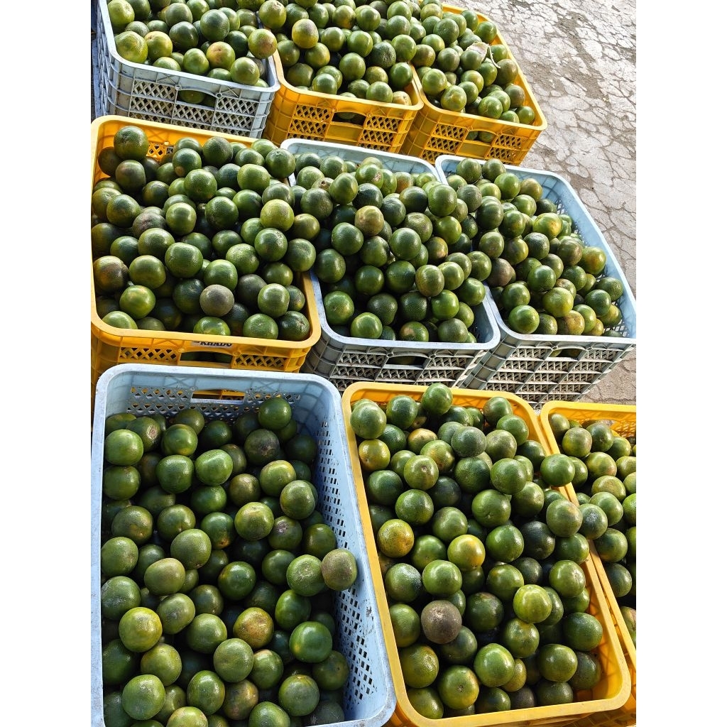 1 kilo jeruk peras ukuran 1 cup es