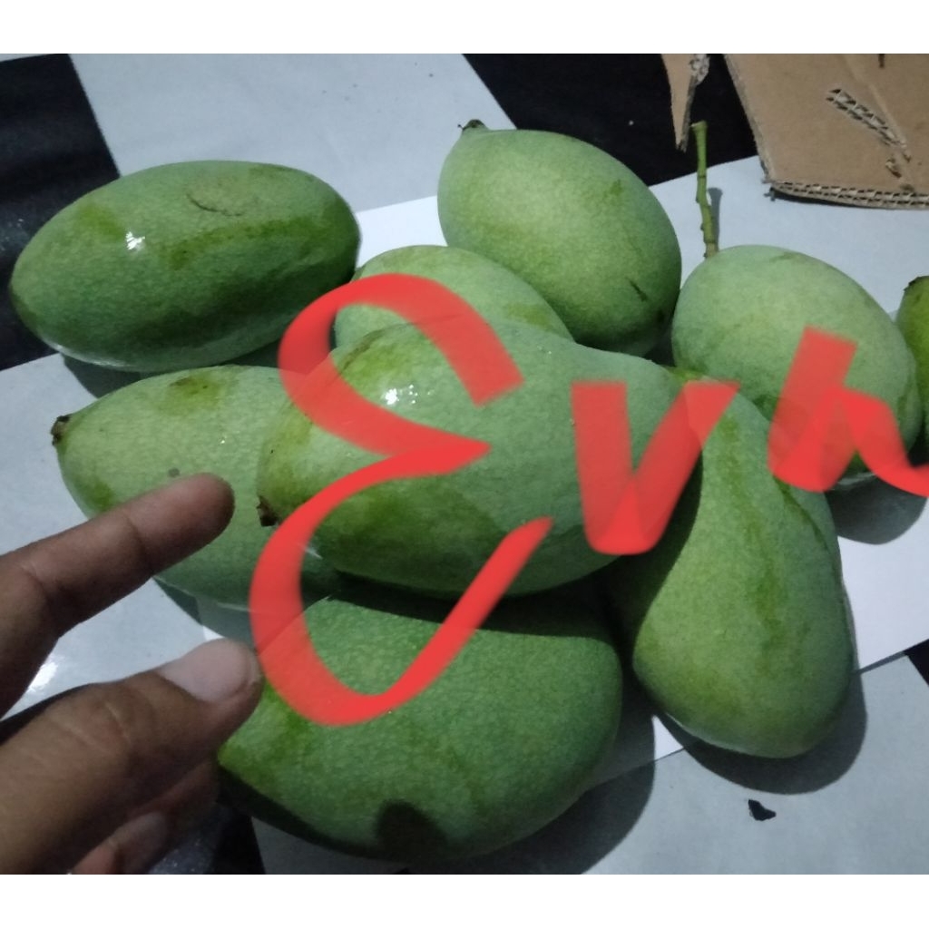 Buah Mangga Muda Madu 1 Kg