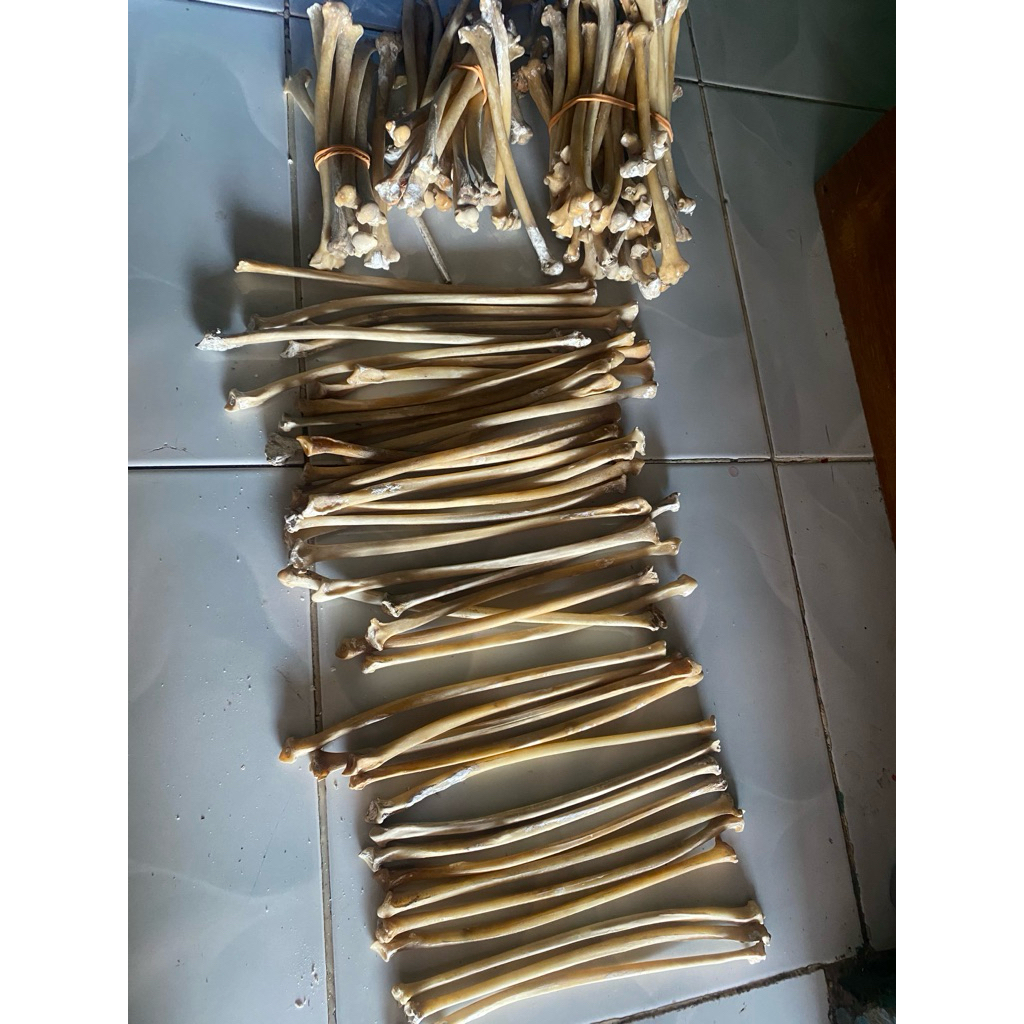 Tulang Kalong Mentah Bahan original