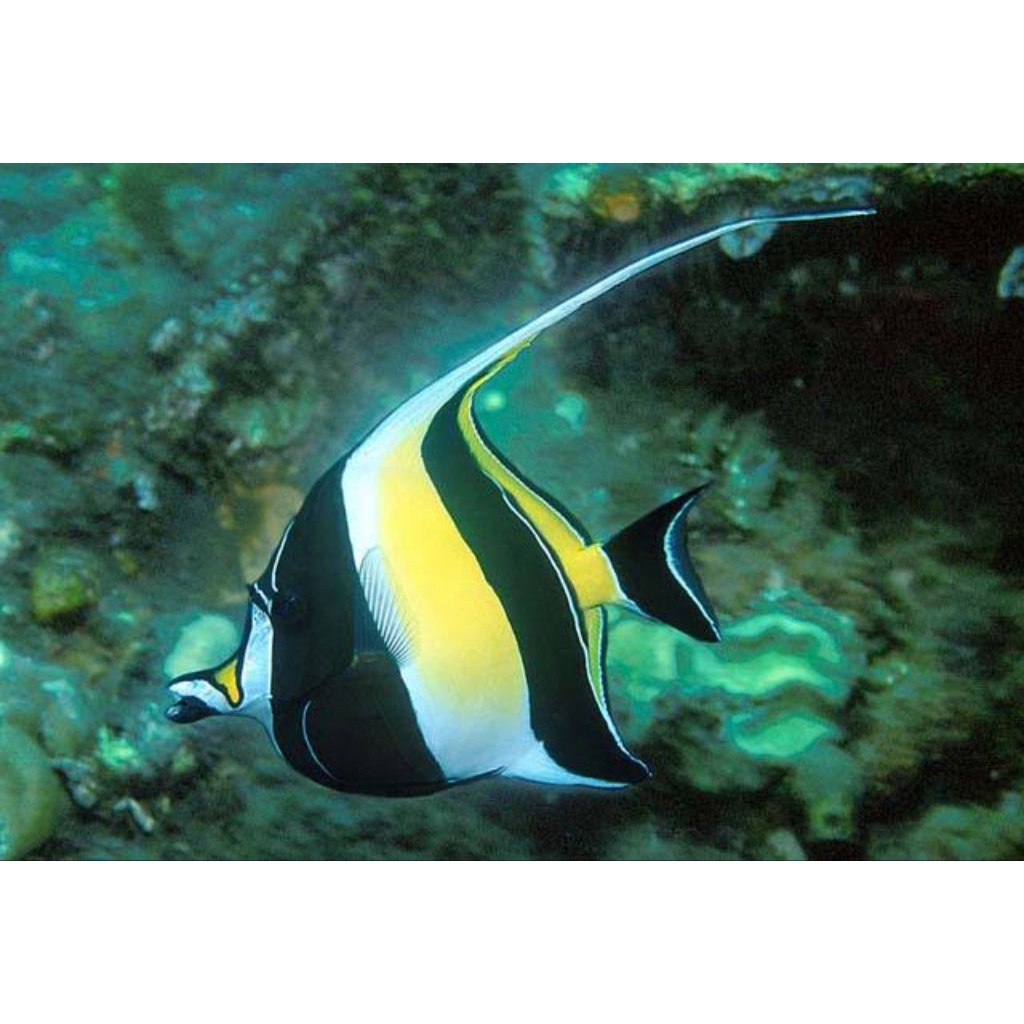 ikan hias aquarium air laut moorish(khusus gojek)