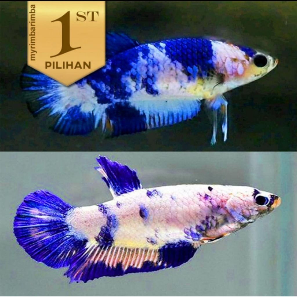 Cupang Betina Blue Panda Ikan Hias Aquascape Hiasan Aquarium Tanaman