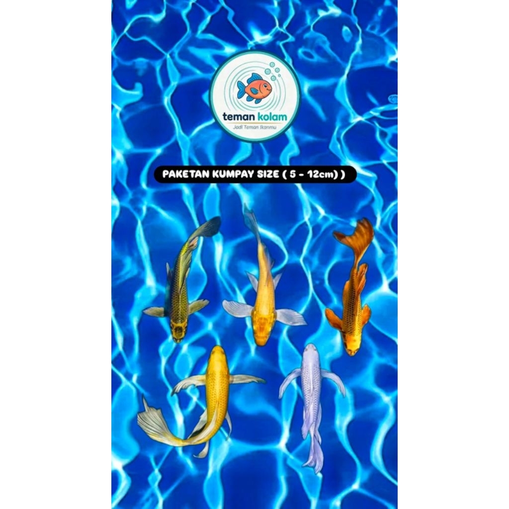 ( Koi Blitar Grade A ) Paketan Slayer Kumpay Isi 5 Size (5-12cm)