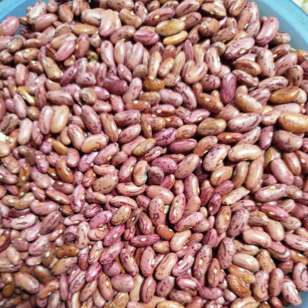 Kacang Merah Kering